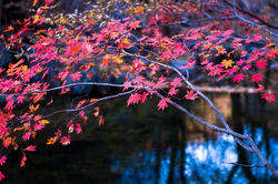 应用下载二维码